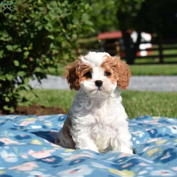 Kolby, Cavapoo Puppy