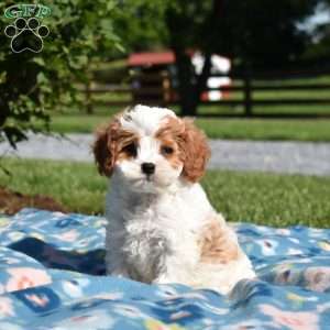 Kolby, Cavapoo Puppy