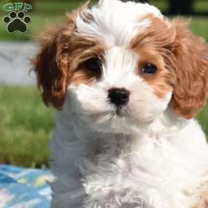 Kolby, Cavapoo Puppy