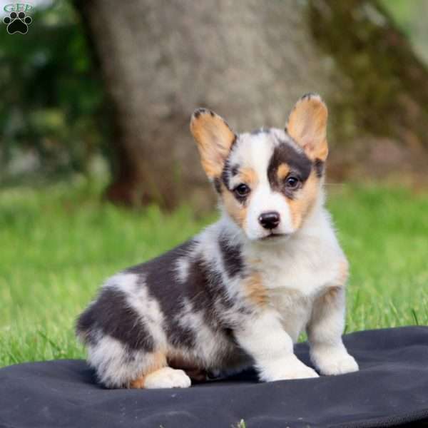 Kolby, Pembroke Welsh Corgi Puppy