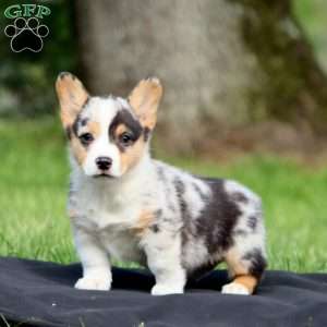 Kolby, Pembroke Welsh Corgi Puppy