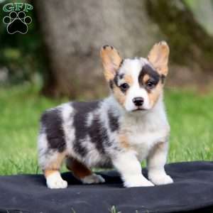 Kolby, Pembroke Welsh Corgi Puppy