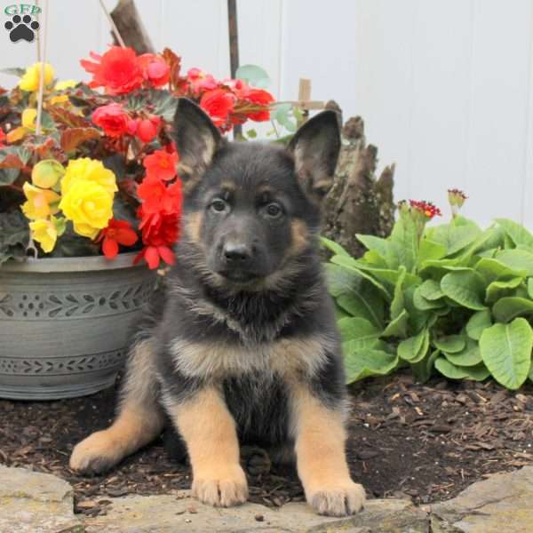 Kole, German Shepherd Puppy
