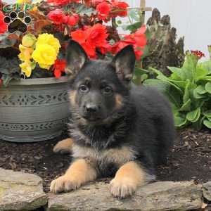 Kole, German Shepherd Puppy