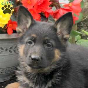 Kole, German Shepherd Puppy