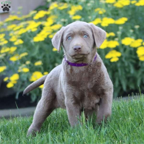 Kookie, Silver Labrador Retriever Puppy