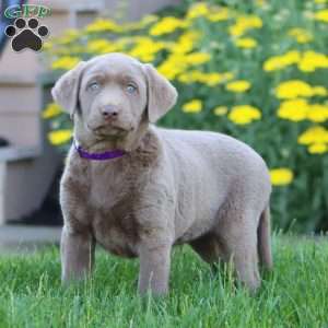 Kookie, Silver Labrador Retriever Puppy