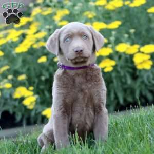Kookie, Silver Labrador Retriever Puppy