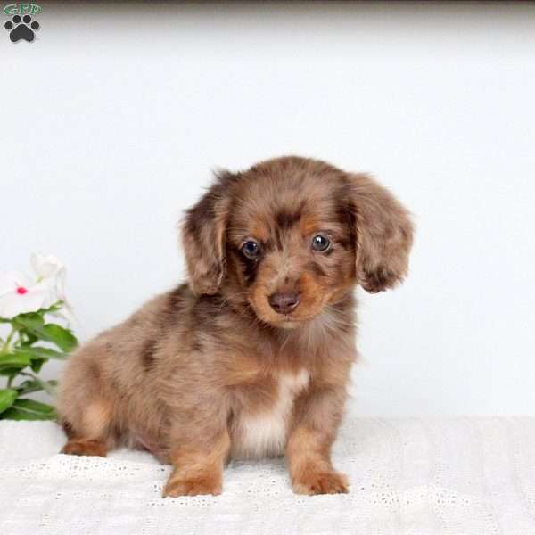 Kooper, Dachshund Puppy