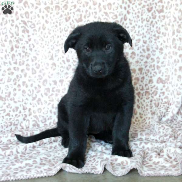 Kora, German Shepherd Puppy
