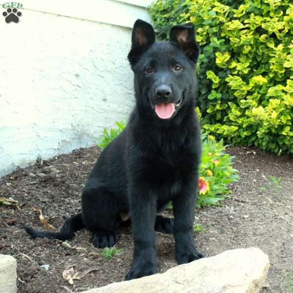 Kora, German Shepherd Puppy