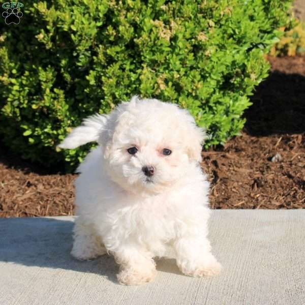 Kora, Bichon Frise Puppy