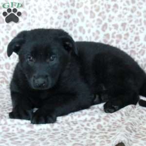 Kora, German Shepherd Puppy
