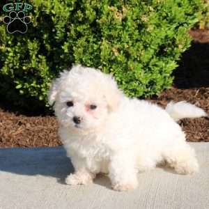 Kora, Bichon Frise Puppy