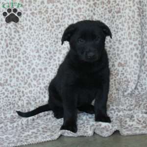 Kora, German Shepherd Puppy