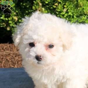 Kora, Bichon Frise Puppy