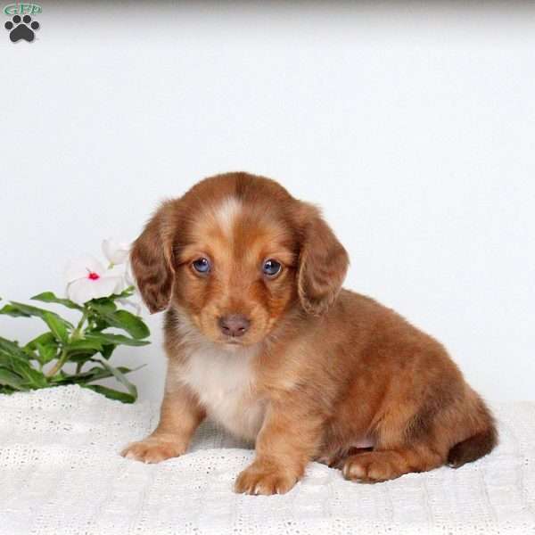 Kord, Dachshund Puppy