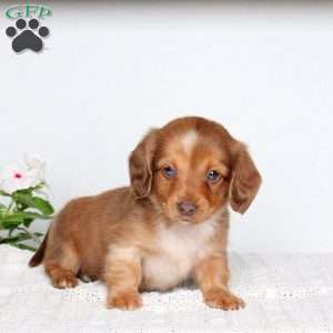 Kord, Dachshund Puppy