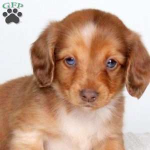 Kord, Dachshund Puppy