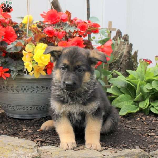 Korey, German Shepherd Puppy