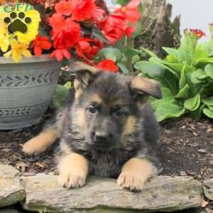 Korey, German Shepherd Puppy