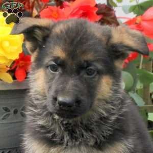 Korey, German Shepherd Puppy
