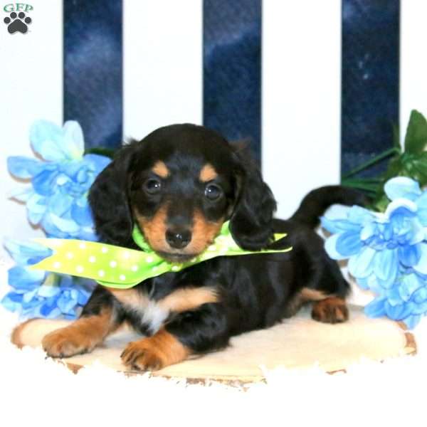 Kowen – Mini, Dachshund Puppy
