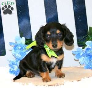 Kowen – Mini, Dachshund Puppy