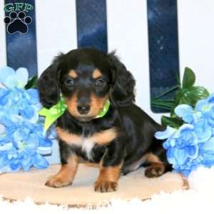 Kowen – Mini, Dachshund Puppy