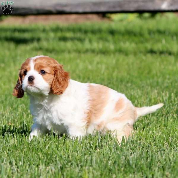 Krissy, Cavalier King Charles Spaniel Puppy