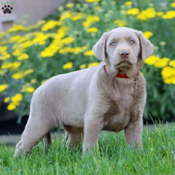 Krissy, Silver Labrador Retriever Puppy