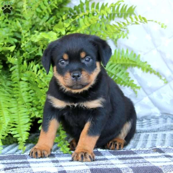 Krissy, Rottweiler Puppy