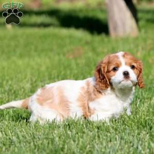 Krissy, Cavalier King Charles Spaniel Puppy