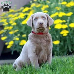 Krissy, Silver Labrador Retriever Puppy