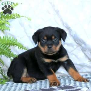 Krissy, Rottweiler Puppy