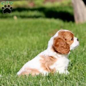 Krissy, Cavalier King Charles Spaniel Puppy