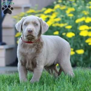 Krissy, Silver Labrador Retriever Puppy