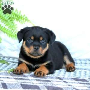 Krissy, Rottweiler Puppy