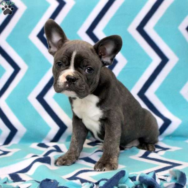 Kurt, Frenchton Puppy