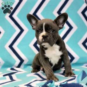 Kurt, Frenchton Puppy
