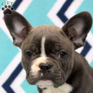 Kurt, Frenchton Puppy