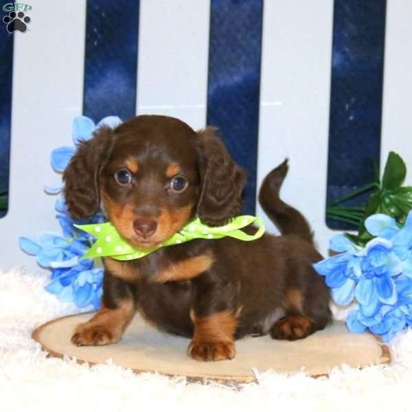 Kylan – Mini, Dachshund Puppy