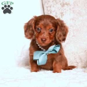 Popular Puppies - See Popular Puppies for Sale | Greenfield Puppies