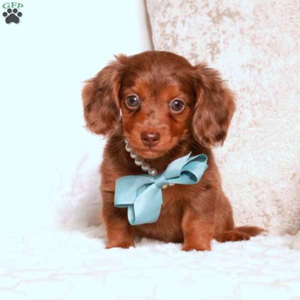 Kyle, Dachshund Puppy