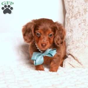 Kyle, Dachshund Puppy