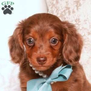 Kyle, Dachshund Puppy