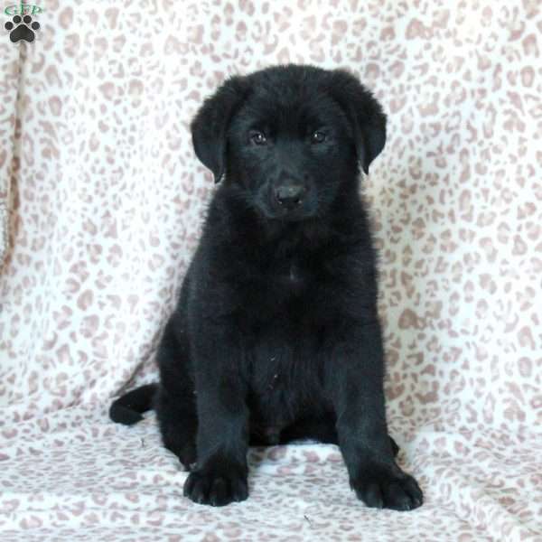 Kylo, German Shepherd Puppy