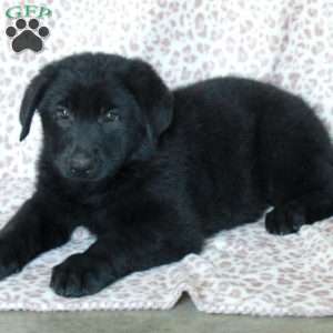 Kylo, German Shepherd Puppy