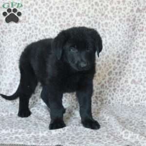 Kylo, German Shepherd Puppy