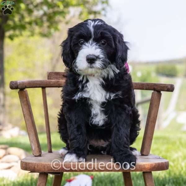 Lily, Mini Sheepadoodle Puppy